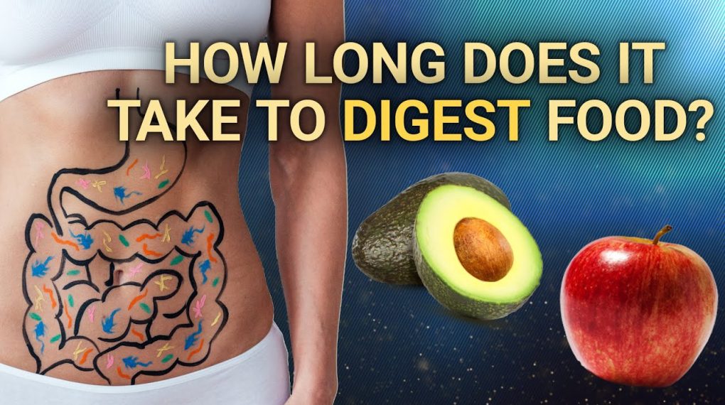 How Long Does It Take To Digest Food?